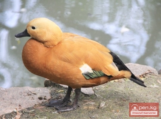 Каракольский зоопарк