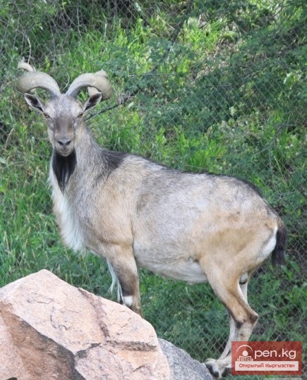 Каракольский зоопарк