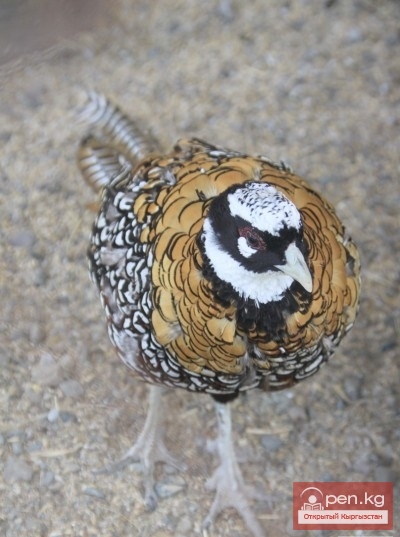 Каракольский зоопарк