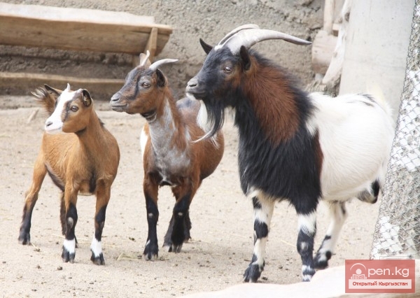 Каракольский зоопарк