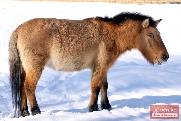 Каракольский зоопарк