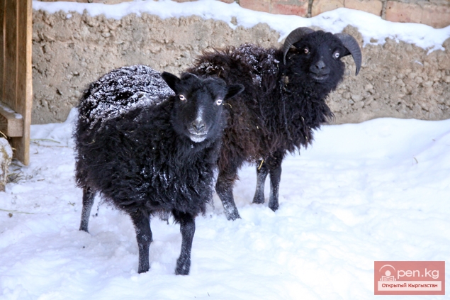 Каракольский зоопарк