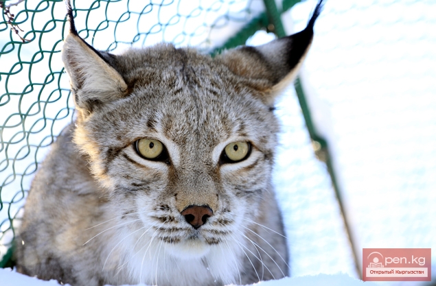 Каракольский зоопарк