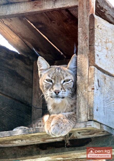 Каракольский зоопарк