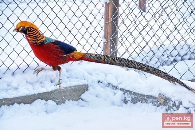 Каракольский зоопарк