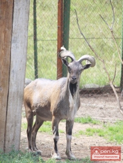 Каракольский зоопарк