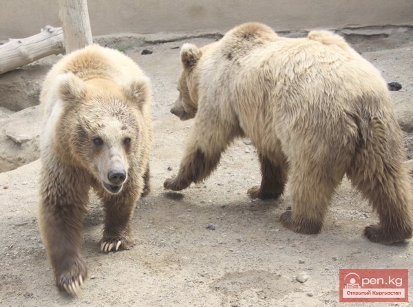 Каракольский зоопарк