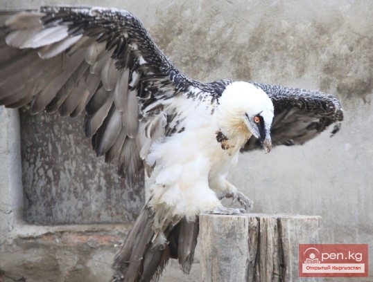 Каракольский зоопарк