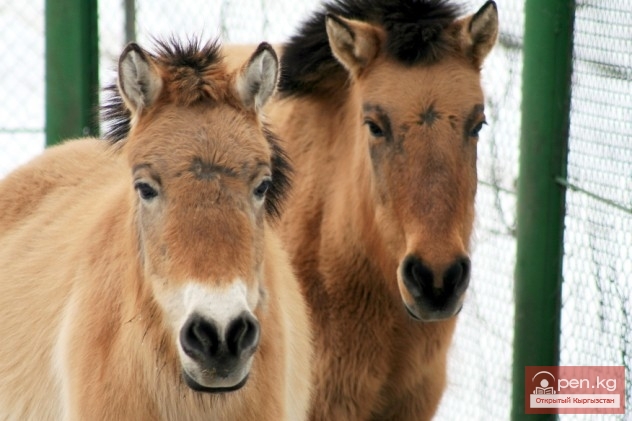 Каракольский зоопарк