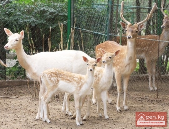 Каракольский зоопарк