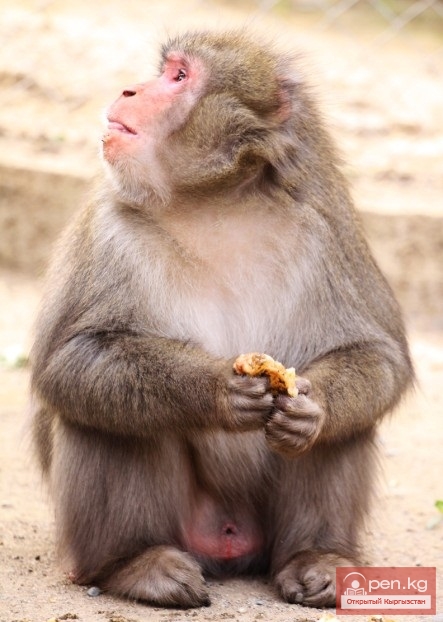 Каракольский зоопарк