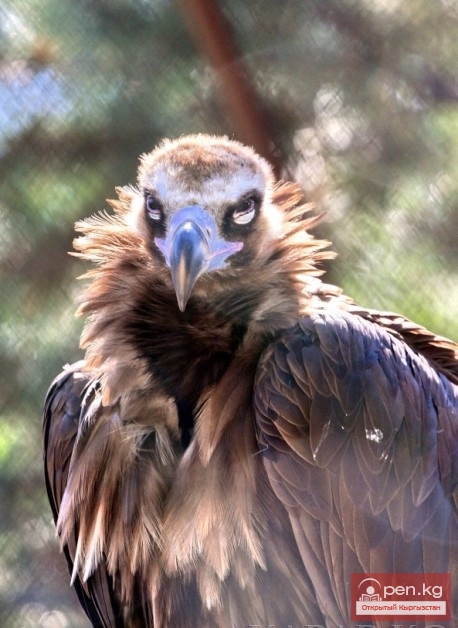 Каракольский зоопарк