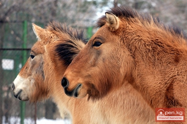 Каракольский зоопарк