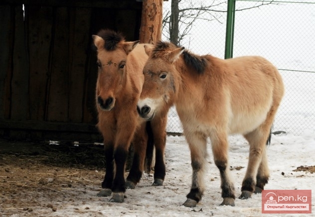 Каракольский зоопарк