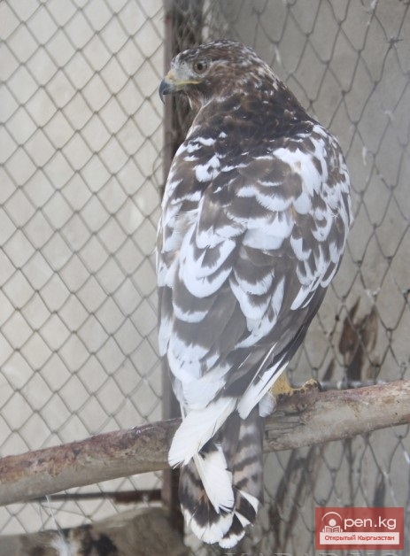 Каракольский зоопарк