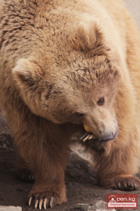 Каракольский зоопарк