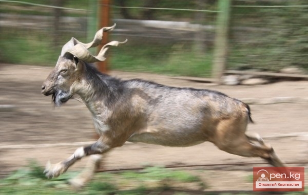 Каракольский зоопарк