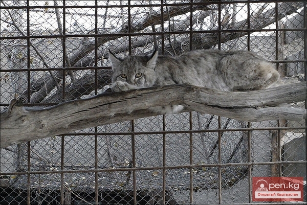 Каракольский зоопарк