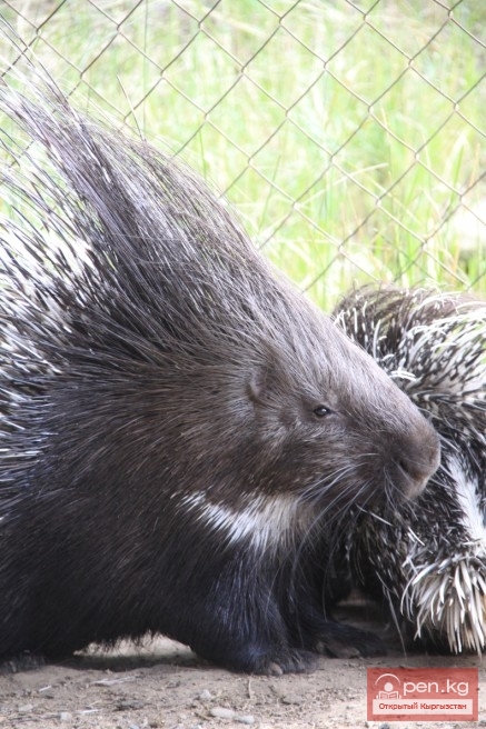 Каракольский зоопарк