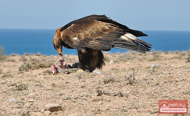 Национальные игры кыргызов Национальные игры кыргызов