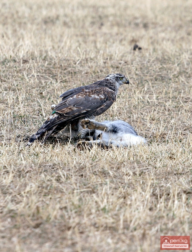 Национальные игры кыргызов Национальные игры кыргызов