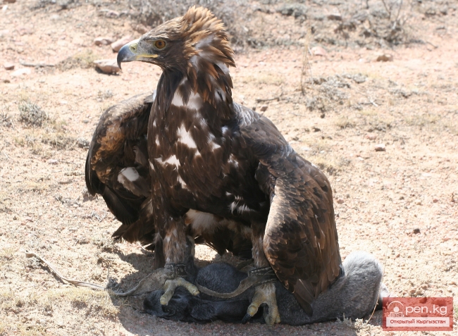 Национальные игры кыргызов Национальные игры кыргызов