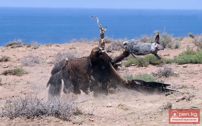 Национальные игры кыргызов Национальные игры кыргызов
