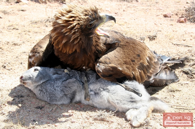 Национальные игры кыргызов Национальные игры кыргызов