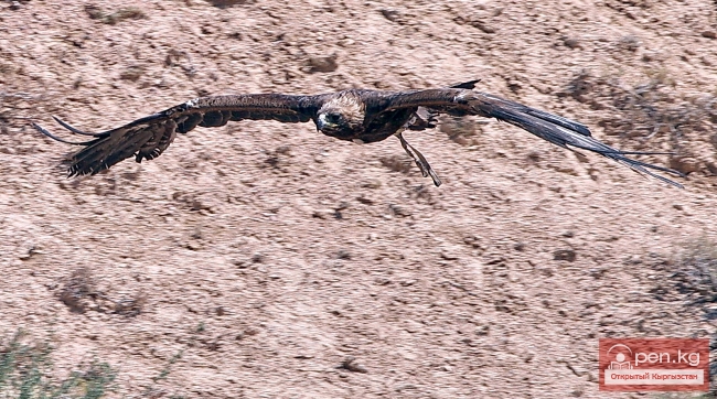 Национальные игры кыргызов Национальные игры кыргызов