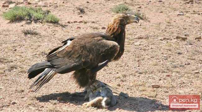 Национальные игры кыргызов Национальные игры кыргызов