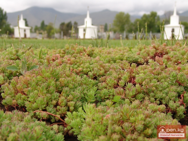 Растительный мир Кыргызстана