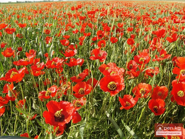 Растительный мир Кыргызстана