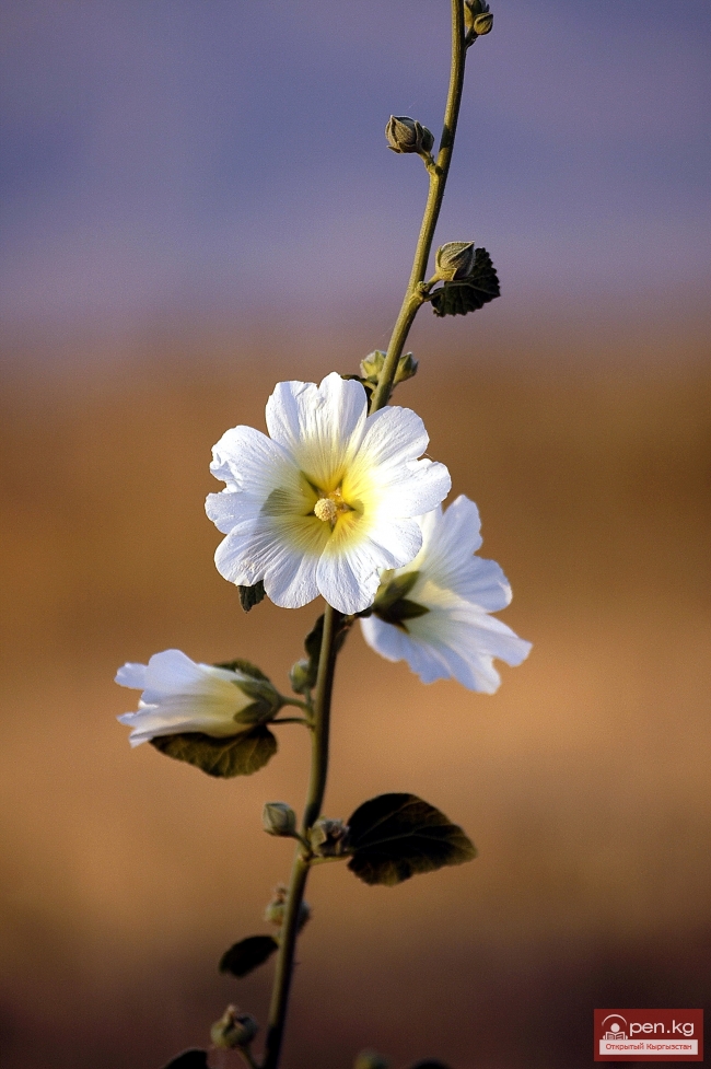 Растительный мир Кыргызстана