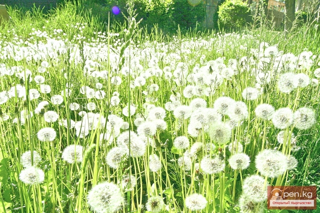 Растительный мир Кыргызстана