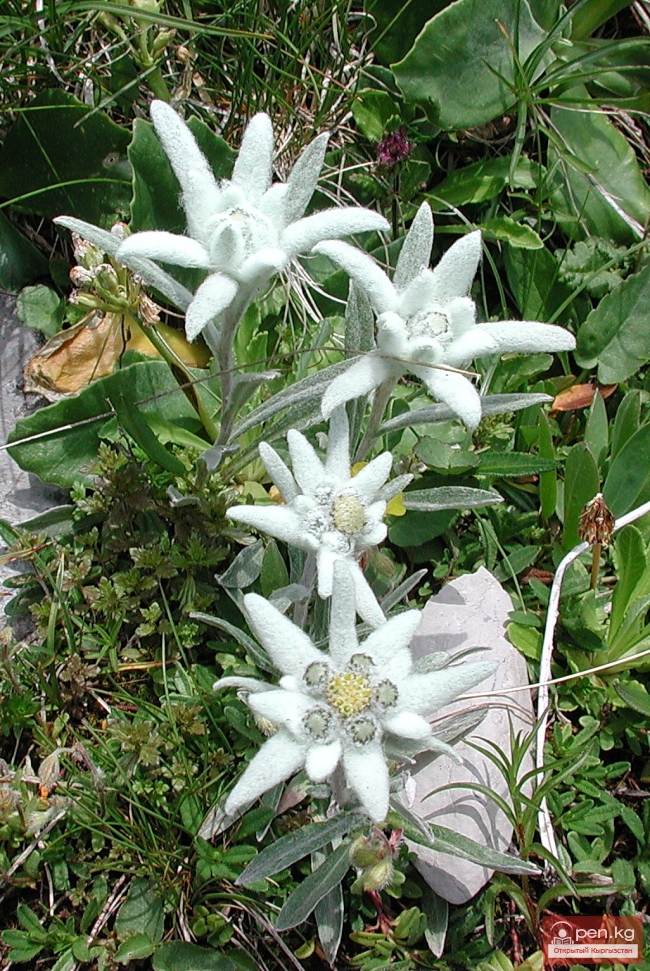 Растительный мир Кыргызстана