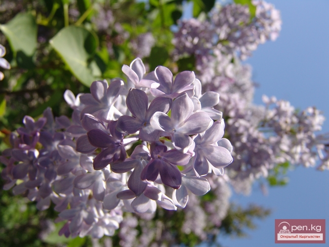 Растительный мир Кыргызстана