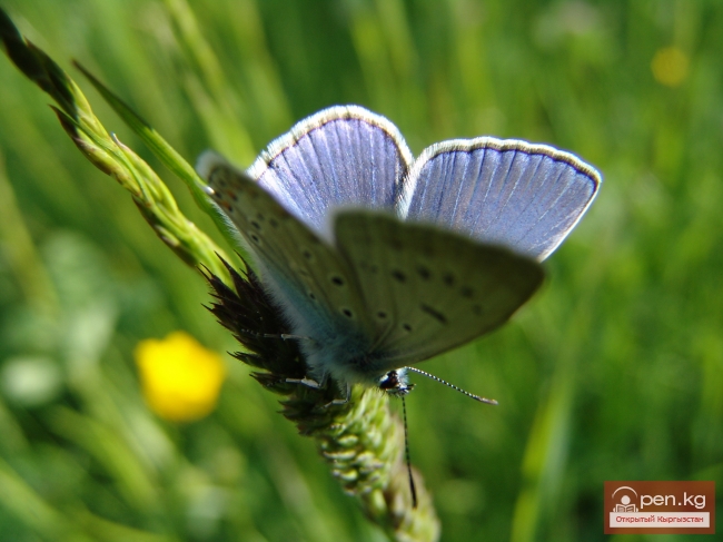 Растительный мир Кыргызстана