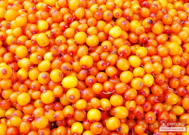 Растительный мир Кыргызстана