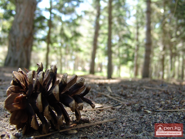 Растительный мир Кыргызстана