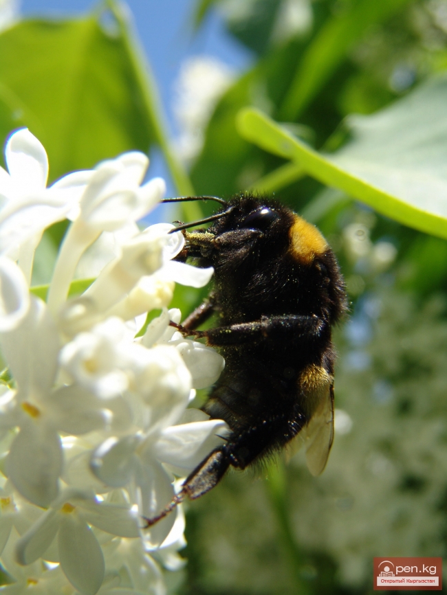 Растительный мир Кыргызстана