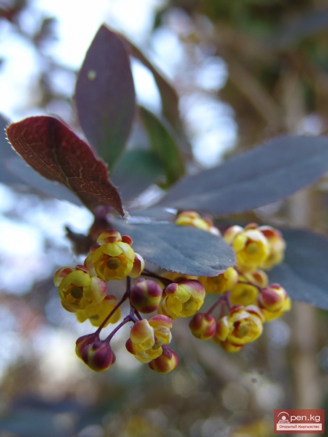 Растительный мир Кыргызстана