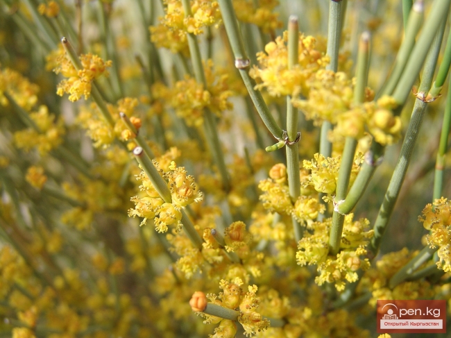 Растительный мир Кыргызстана