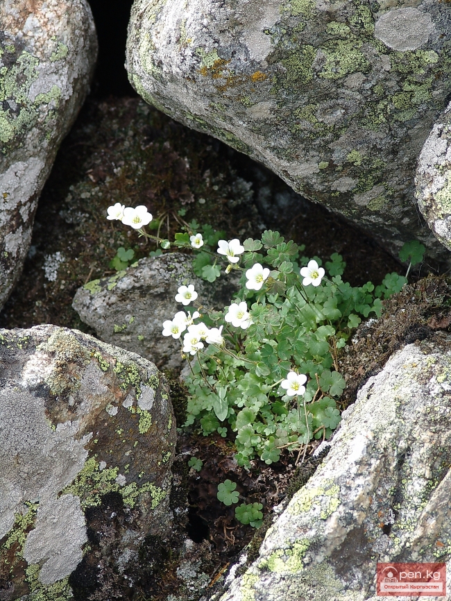 Растительный мир Кыргызстана