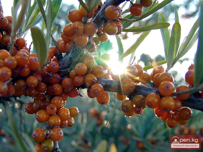 Растительный мир Кыргызстана