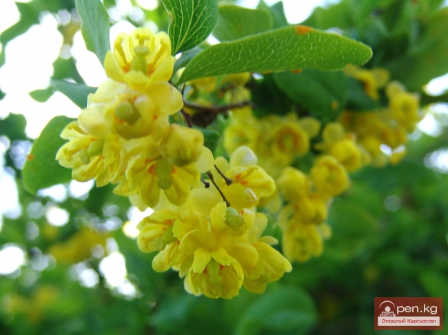 Растительный мир Кыргызстана