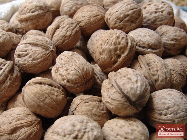 Растительный мир Кыргызстана