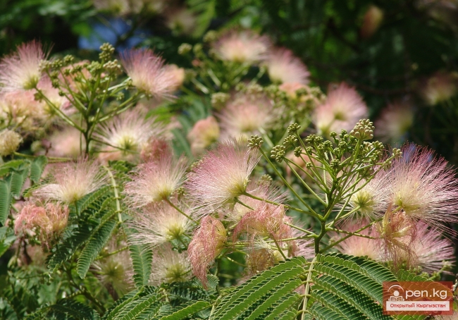 Растительный мир Кыргызстана