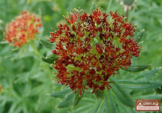 Растительный мир Кыргызстана