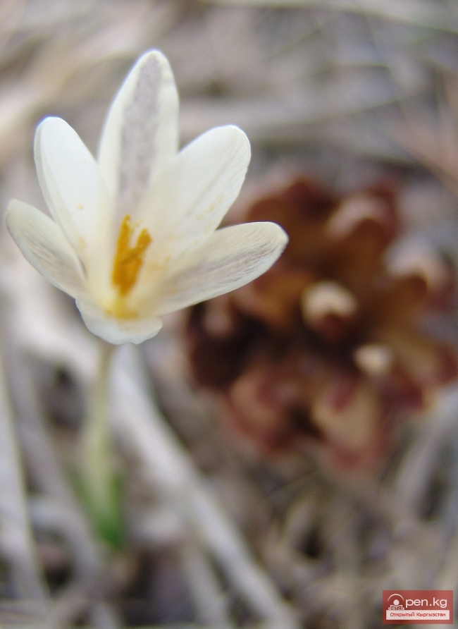 Растительный мир Кыргызстана