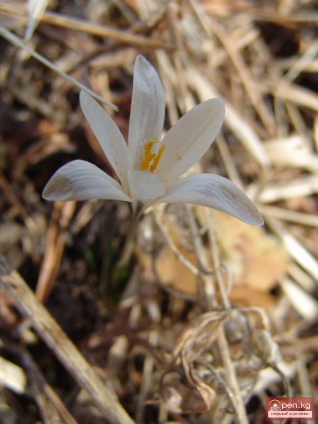 Растительный мир Кыргызстана